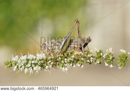 Natural Closeup On A Brown Mediterranean Long-horned Grasshopper, Platycleis Sabulosa Sitting On Whi