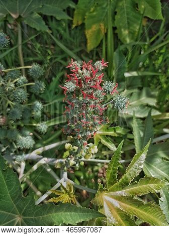 Bunch Of Sinamomo Flowers On Twig With Green Leaves And Red Flowers In Nature