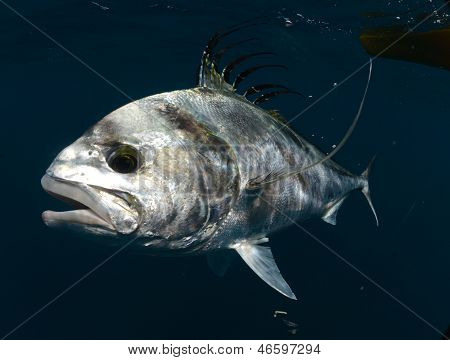 Nematistius pectoralis unter Wasser schwimmen im warmen Wasser