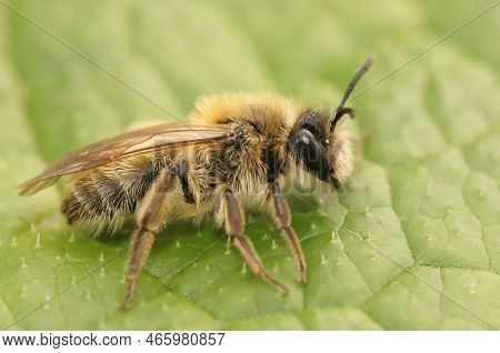 Detailed Closeup On A Furry Brown Female Small Sallow Mining Bee, Andrena Praecox Sitting On A Green