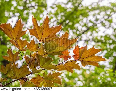 Tree Branch With Dark Red Leaves, Acer Platanoides, The Norway Maple Crimson King. Red Maple Acutifo