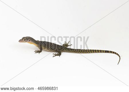 The Mangrove Monitor Or Western Pacific Monitor Lizard (varanus Indicus) Isolated On White Backgroun