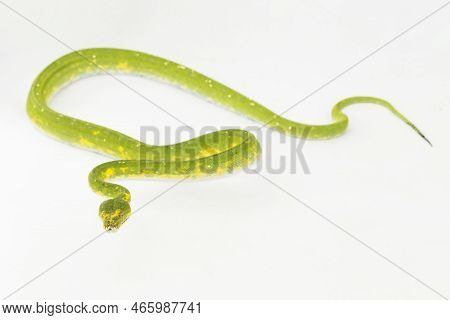 Green Tree Python Morelia Viridis Snake Biak Isolated On White Background