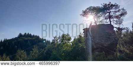 Platinated Forest Pfalz Rock Climbing Views Forest Summer
