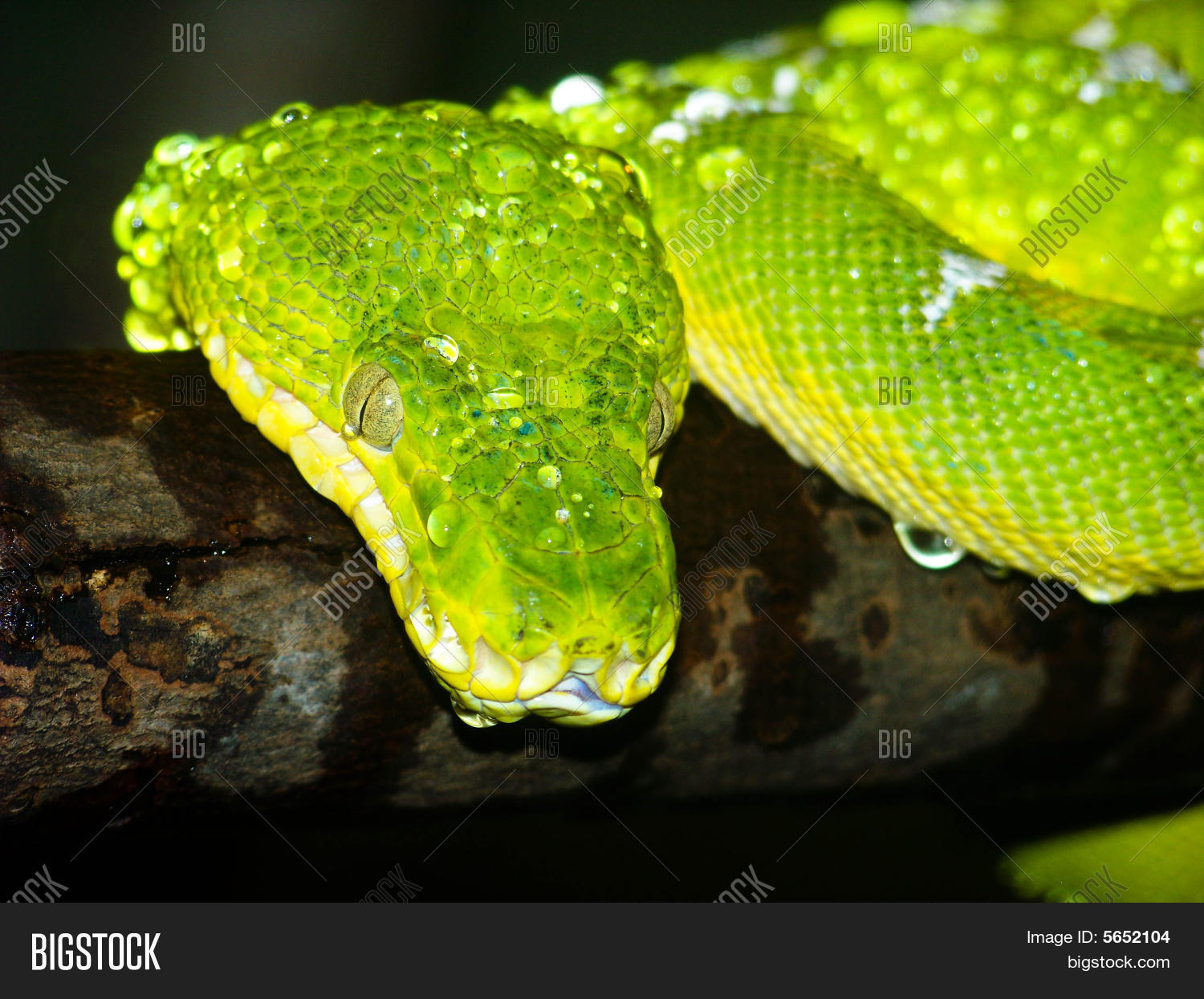 Image Preview