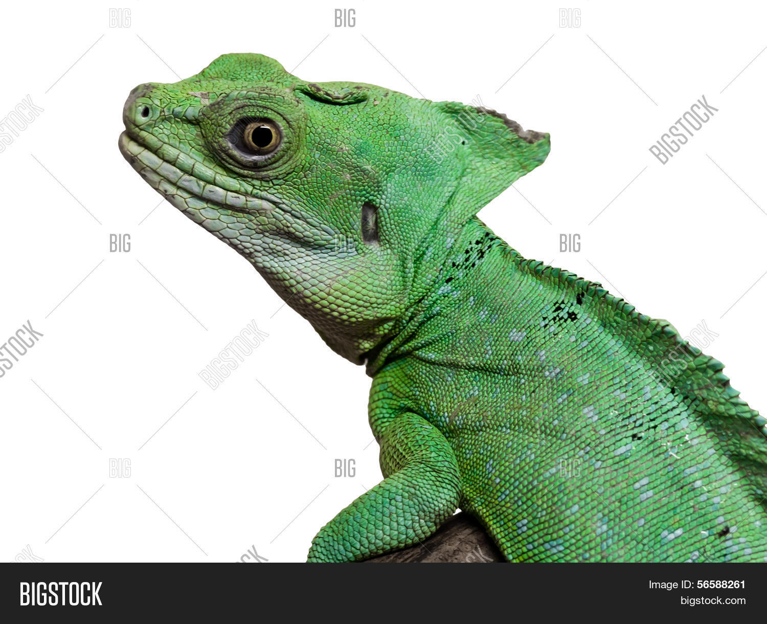 Image Preview