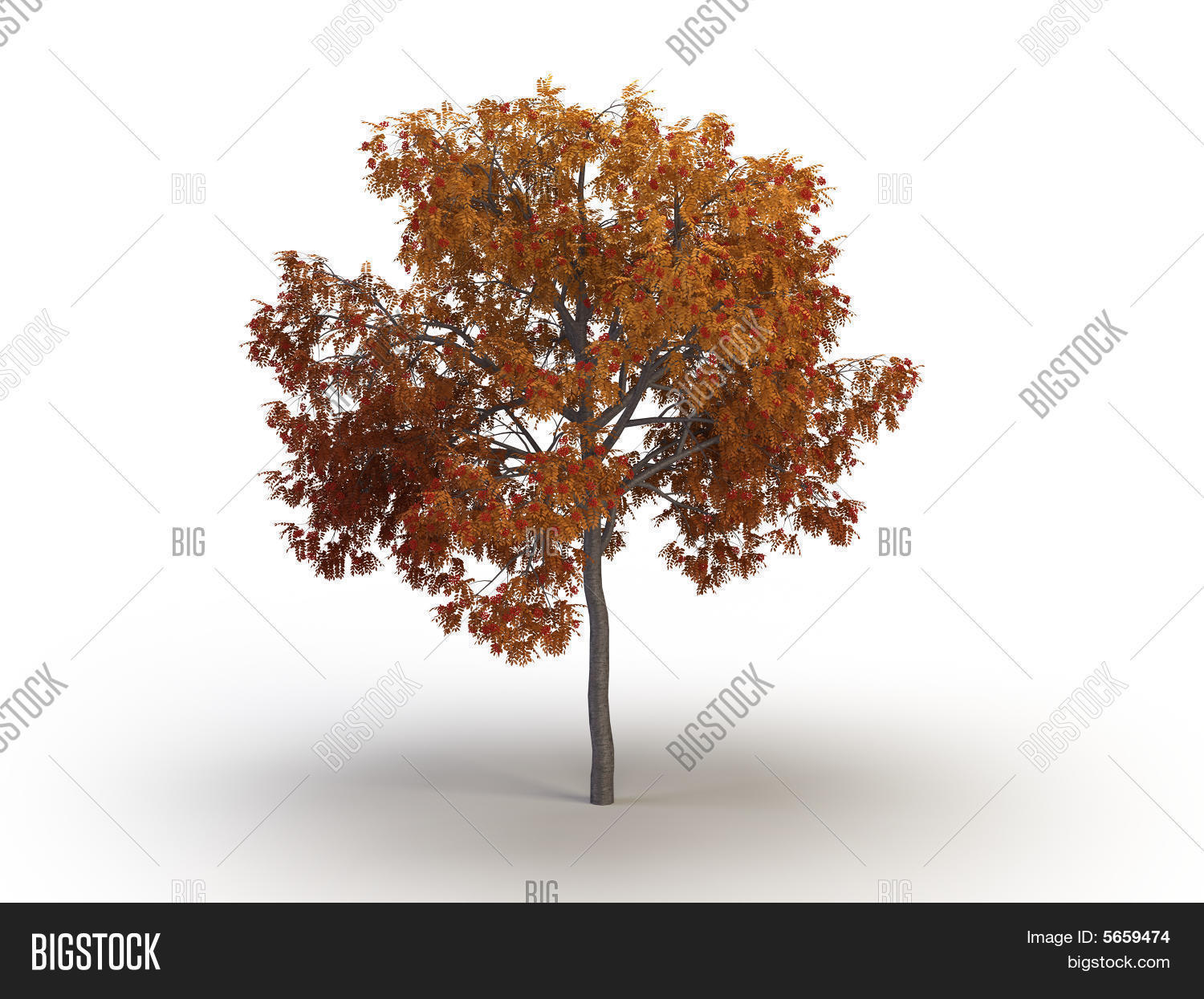 Image Preview