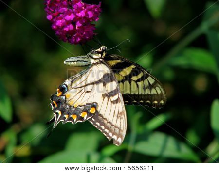Schmetterling