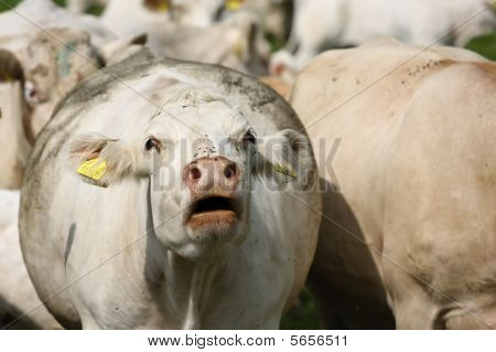Moo hvide køer