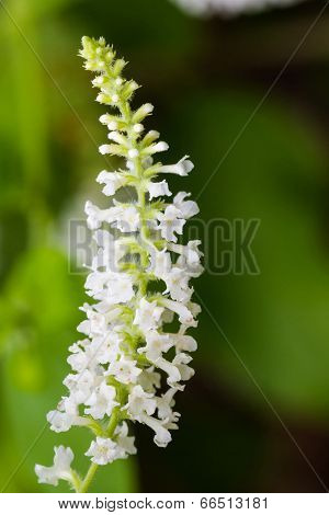 Butterfly Bush (byttneria).
