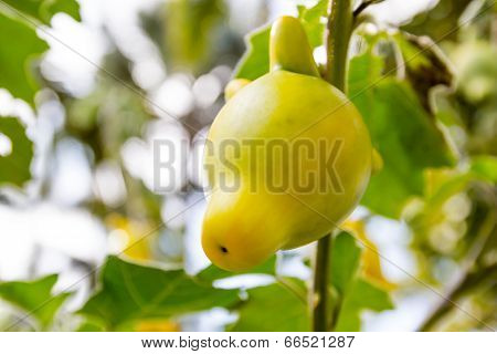 Solanum Mammosum Plant
