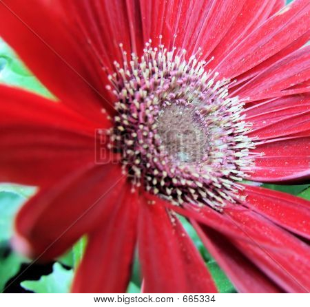 Daisy rouge bouchent