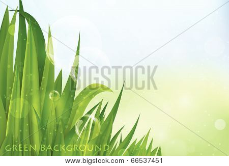 green background with leaves and grass