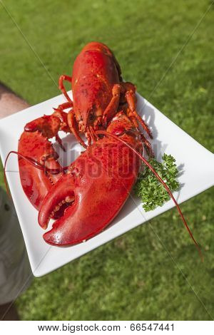 Freshly cooked lobster on a platter.