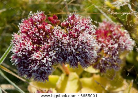 Rimfrost dækket Euphorbia Deflorate blomster