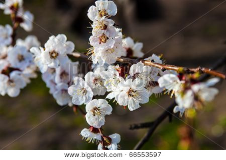 White Flowers Of The Cherry Tree