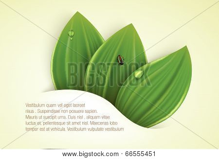 summer, green background with leaves and grass
