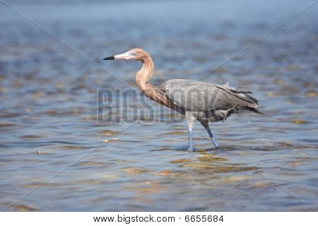 Načervenalé stříbřitá (egretta Rufescens)