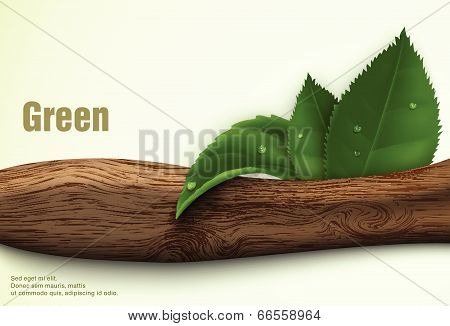 summer, green background with leaves and grass