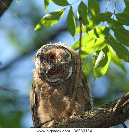 Asio Otus Juvenile In Tree