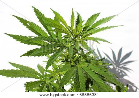 Close up of A Medical Marijuana Plant isolated on white. This strain of Marijuana is called White Widow. Medical Marijuana is quickly becoming legalized in many of the united states.
