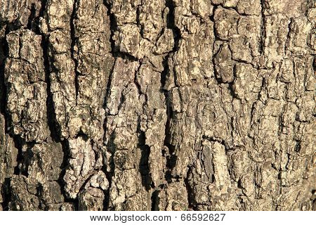 Detail Of Oak Tree Bark