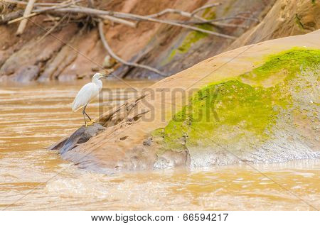 Snowy egret in Bolivia (Beni river)