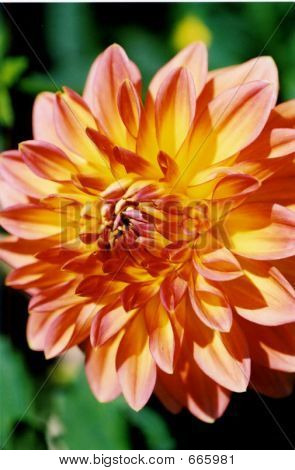Keltainen ja punainen Dahlia