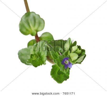 Majs Ærenpris Wildflower