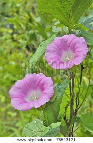Flowers Of Bindweed