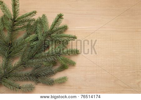 Fir Branch