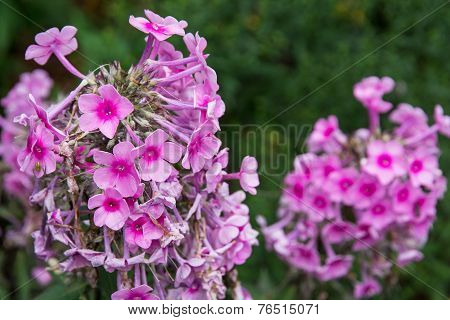 Phlox Paniculata Flowers