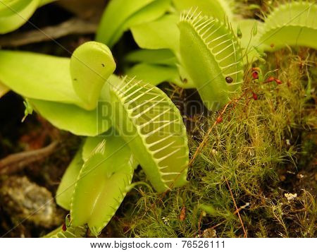 Carnivorous plant Dionae
