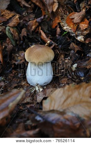 Cep