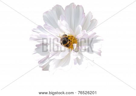 isolated bumblebee on white flower