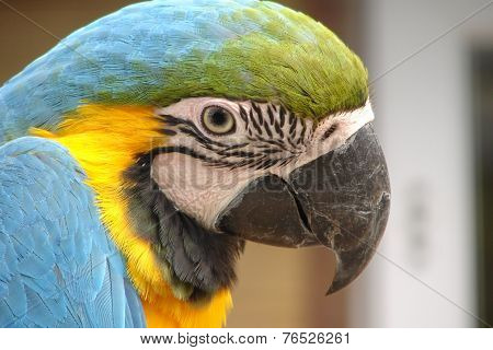 parrot
