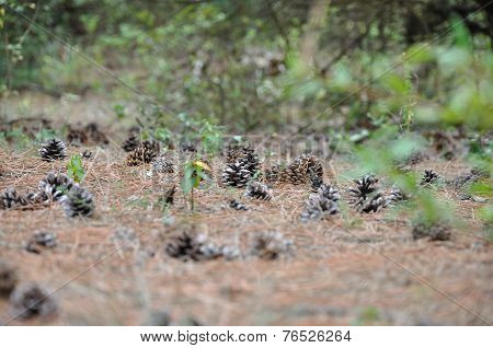 Pine Cons On Spines Bed