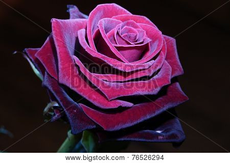 Red Rose In The Dark