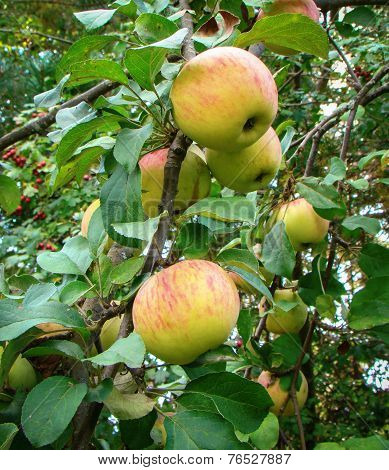 apple on branch