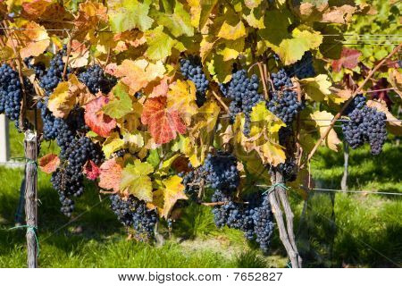 Grapevine Weinberg