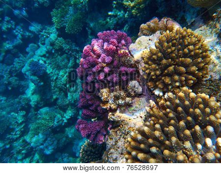 coral reef