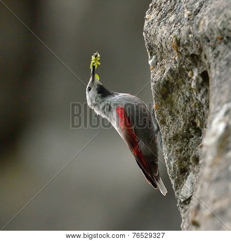 The Wallcreeper (Tichodroma muraria) in natural habitat