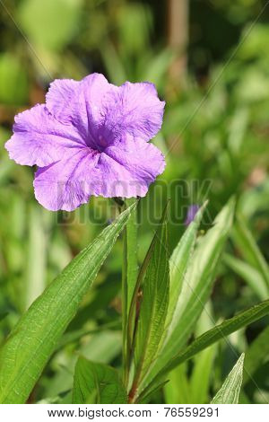 A Purple  Hibiscus Flower At The Park