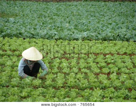 Kvinde i feltet i Vietnam