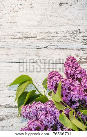 Beautiful Lilac