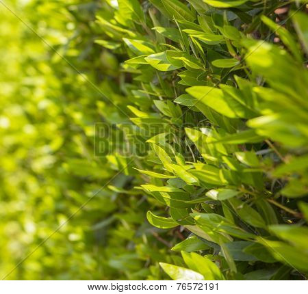 background of green leaves