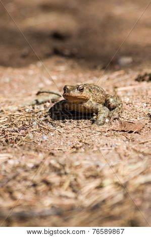 Amphibian At The Bottom Of A Small Lake.