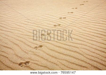 Animal Tracks in Rippled Sand