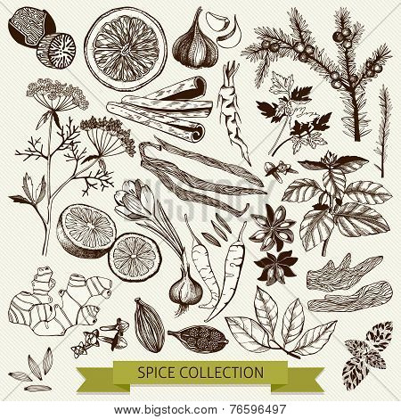 spices and herb illustration