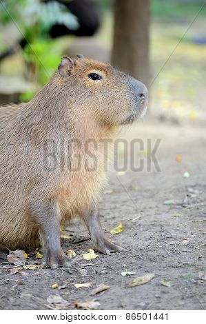 Capybara